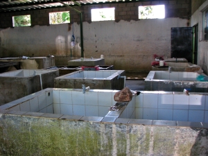 Los Planes processing facility: where the produce is triple washed with purified water, dried, and packaged. This facility employs 18 women and two men.