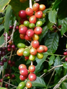 Coffee berries, at different stage of ripening, on the slopes of San Vicente Volcano, El Salvador.