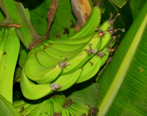 Even bananas may one day be coated with nanoparticles to keep them from ripening to fast.